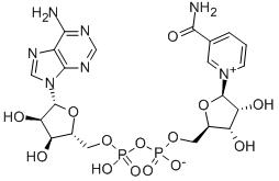 煙酰胺腺嘌呤雙核苷酸